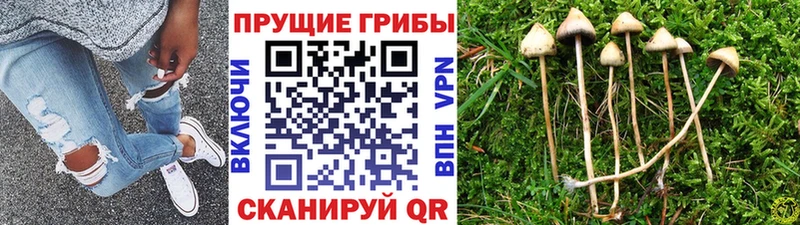 продажа наркотиков  Карпинск  Галлюциногенные грибы MAGIC MUSHROOMS 